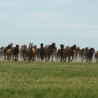 Hulunbeir Grassland